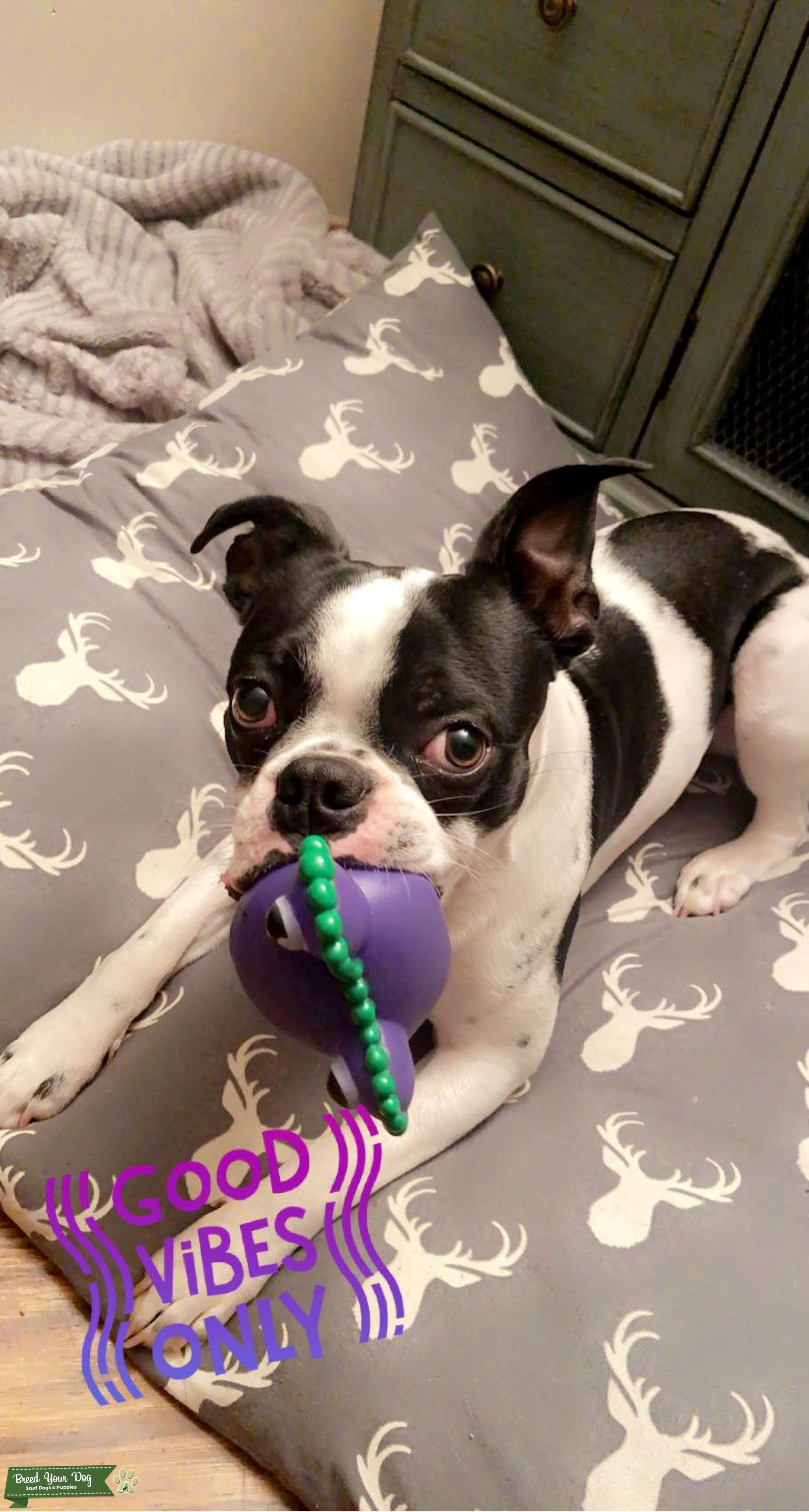 Splash Coat Boston Terrier Stud Dog in Kentucky, the United States