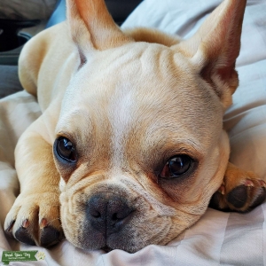 French Bulldog Listing Image