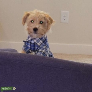 Yorkiepoo wants a female dog to mate with Listing Image