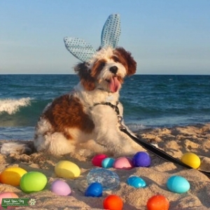 Cavapoo Stud  Listing Image