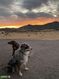 Blue Merle 3 year old male Listing Image