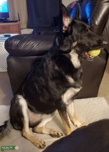 Beautiful female Sable shepherd  Listing Image