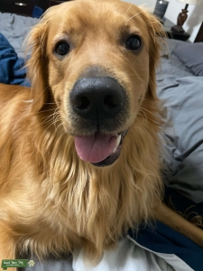 Male Golden Retriver Listing Image