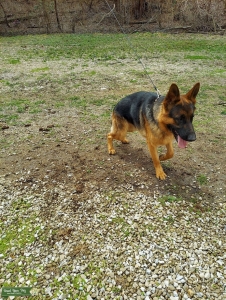 AKC GSD Listing Image