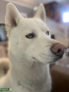 White Siberian Husky Listing Image