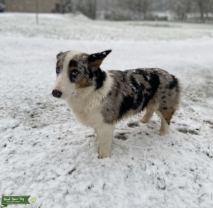 DM clear blue Merle  Listing Image