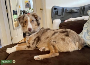 Beautiful Red Merle  Listing Image