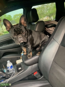 Black White a& Tan Frenchie Stud Listing Image