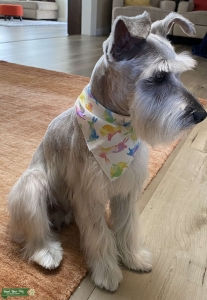Gray Minature Schnauzer   Listing Image