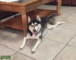 37 pound Pomsky (Husky mix) Listing Image