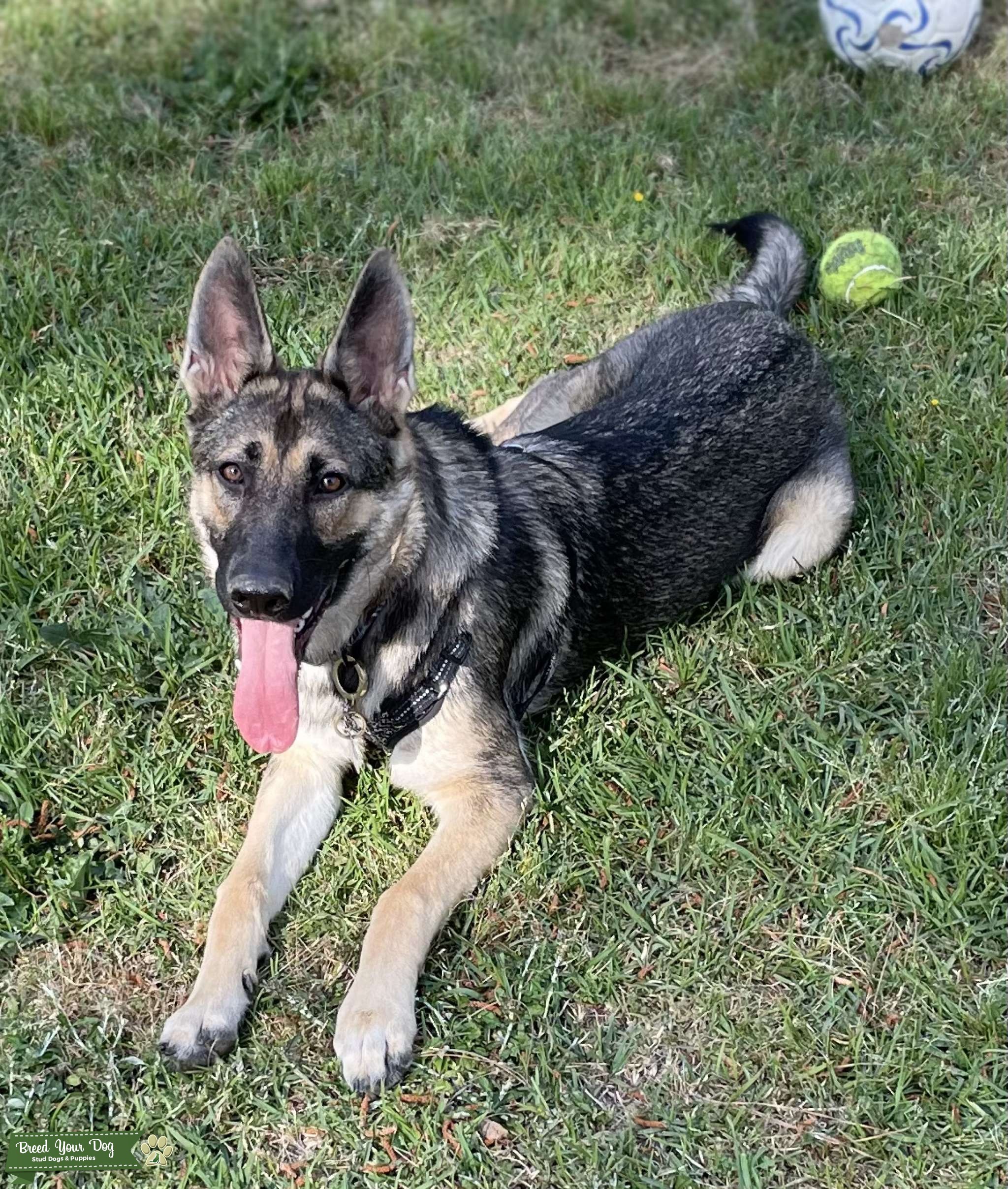 German Shepherd Stud Dog in North Carolina , United States Breed