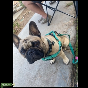 Calm Frenchie Stud  Listing Image