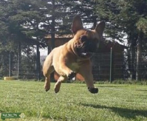 3 Years Old Red Fawn Frenchie Listing Image