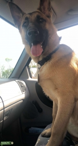 Champion bloodline German shepherd  Listing Image