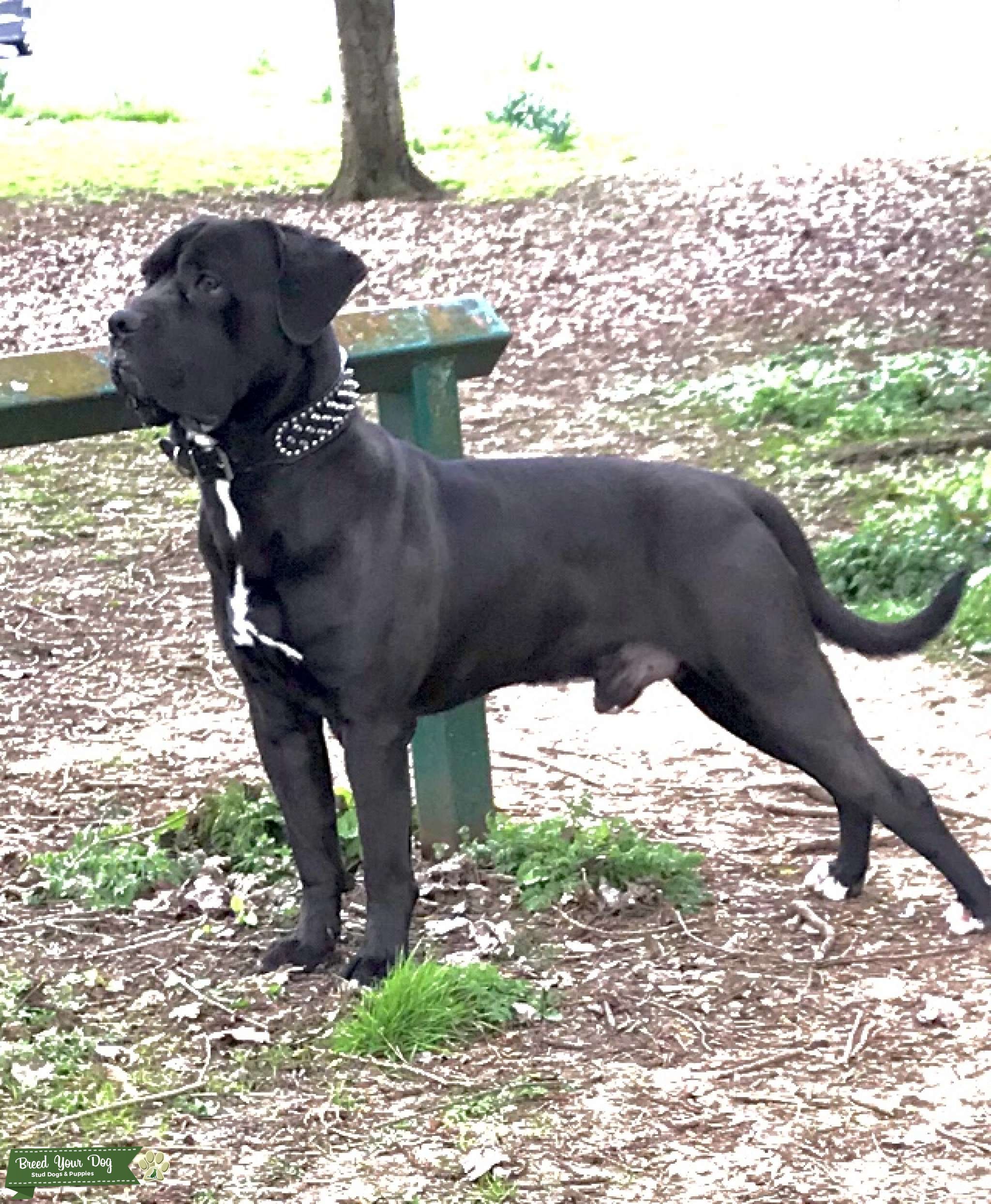 Cane Corso For Stud Stud Dog in Walsall , United States Breed Your Dog