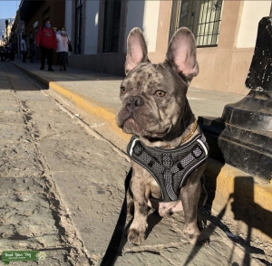 French bulldog Listing Image