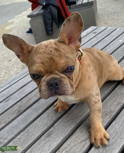 Micro Merle Frenchie Stud Listing Image