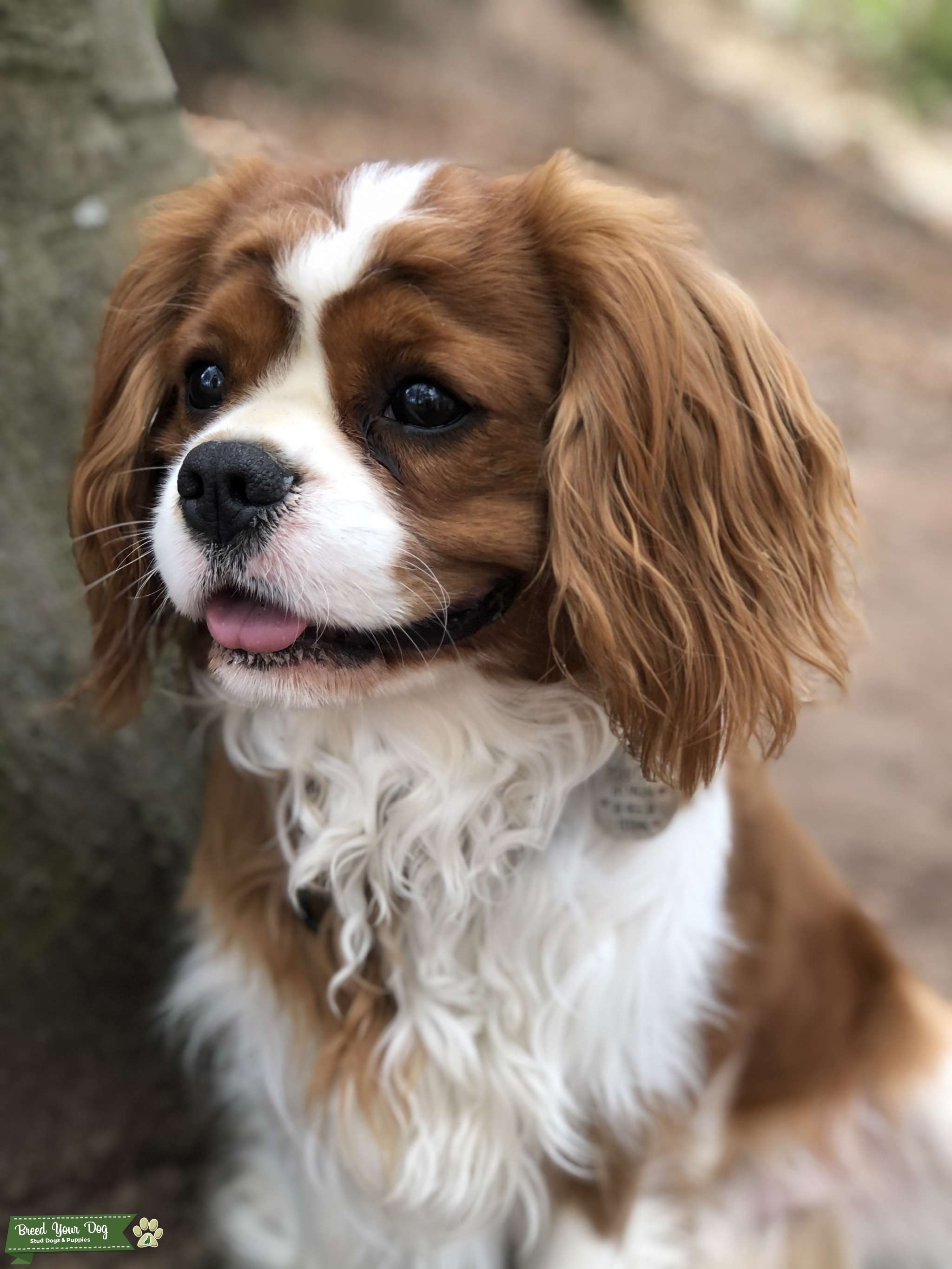 King Charles Cavalier Blenheim Stud Dog in Shropshire , the United