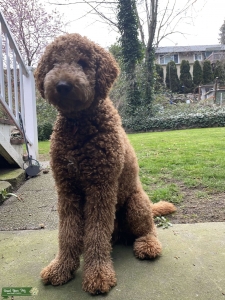 F1BB GOLDENDOODLE  Listing Image