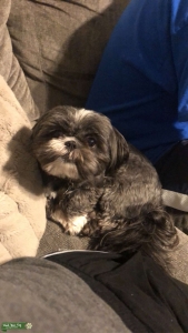 Shih Tzu Full breed Listing Image