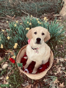Small Light Coat Golden Retriever Female Listing Image