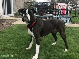 Reverse brindle boxer Listing Image