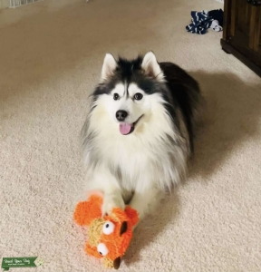 Fluffy Pomsky Listing Image