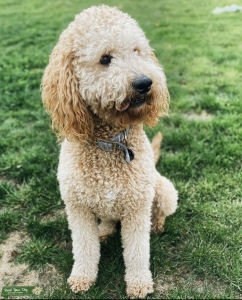 Golden doodle stud  Listing Image
