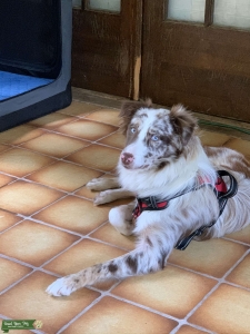 Proven blue eyed Red Merle Australian Shepherd  Listing Image