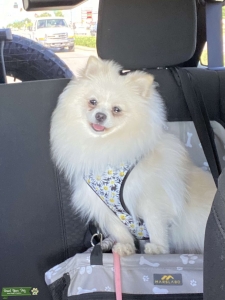 White and golden  Pomeranian akc Listing Image