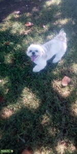 Playful Shih Tzu Stud Listing Image