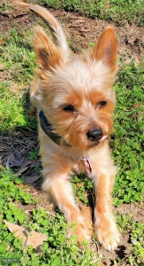 Full blooded 2 year old Mini Yorkie Stud  Listing Image