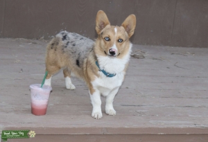 Corgi Listing Image