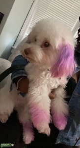 Maltipoo Listing Image