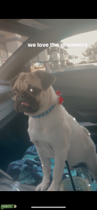 Pug Stud Listing Image