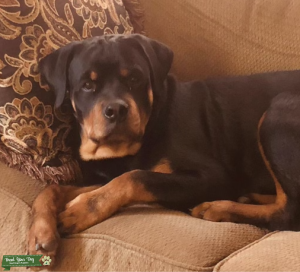 Purebred German Rottweiler Listing Image