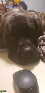 Big Beautiful Mastiff brindle Listing Image