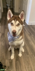 Looking for a girlfriend to breed with Listing Image