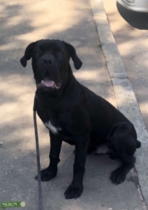 Black Cane Corso  Listing Image