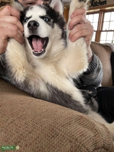 Black and White Siberian Husky Stud Listing Image
