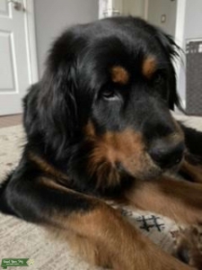Mongol Mastiff  Listing Image