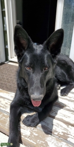 Black German Shepherd Listing Image