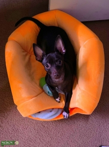 Looking for male chihuahua to breed with my female chihuahua Listing Image