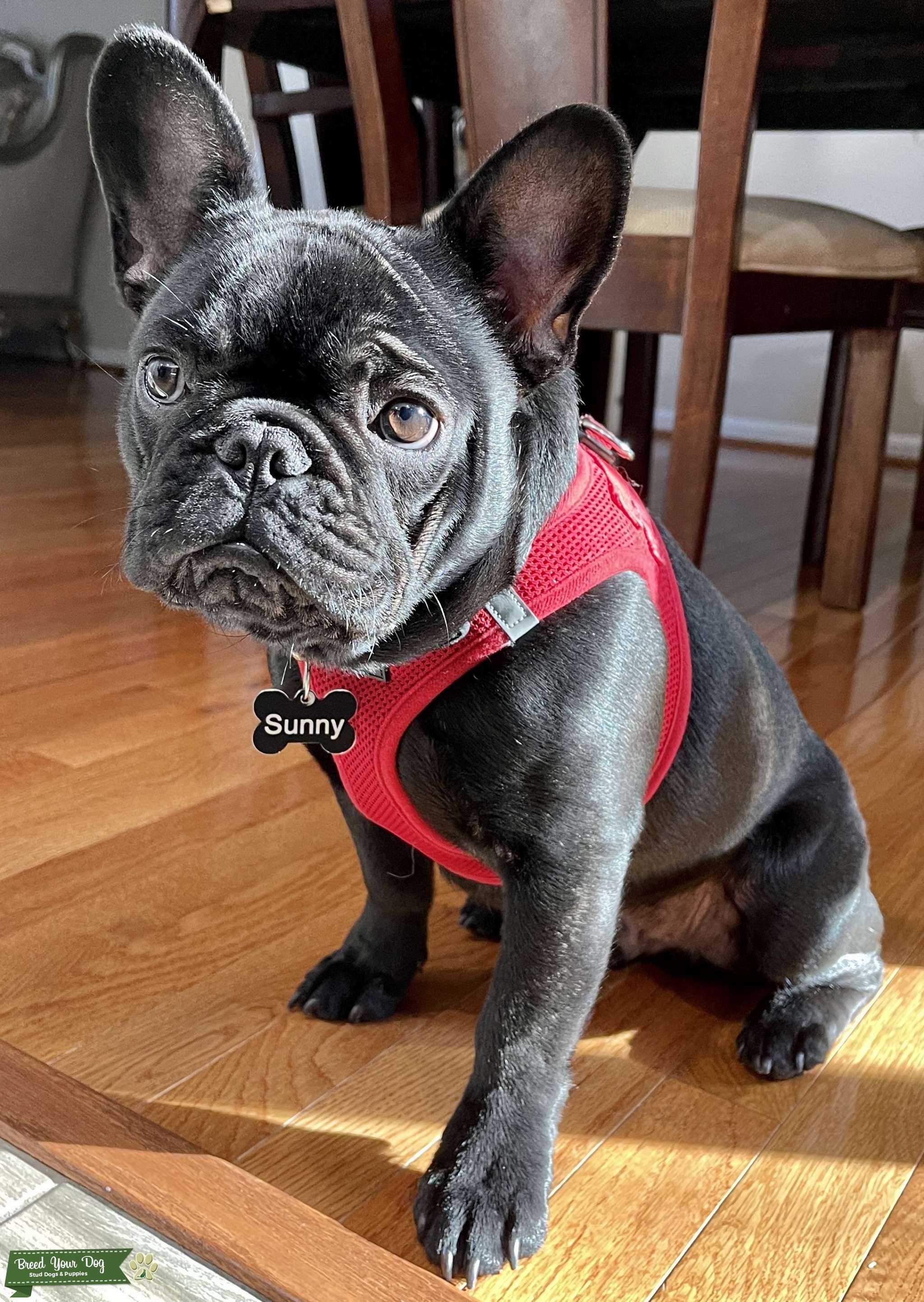 Handsome AKC French Bulldog STUD Stud Dog in DC, the United States Breed Your Dog