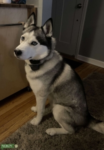 Beautiful AKC Male Husky for stud Listing Image