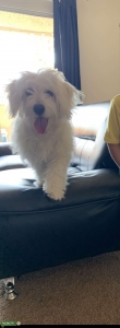 Stud Dog Listing Image