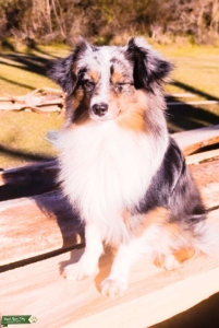 Blue Merle Toy Australian Sheperd Listing Image
