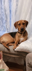 Catahoula  Listing Image