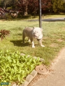 English Bulldog  Listing Image