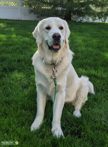 Golden Retriever English Cream Listing Image
